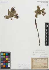 Foto von Salix fragilis L. x Salix pentandra L.